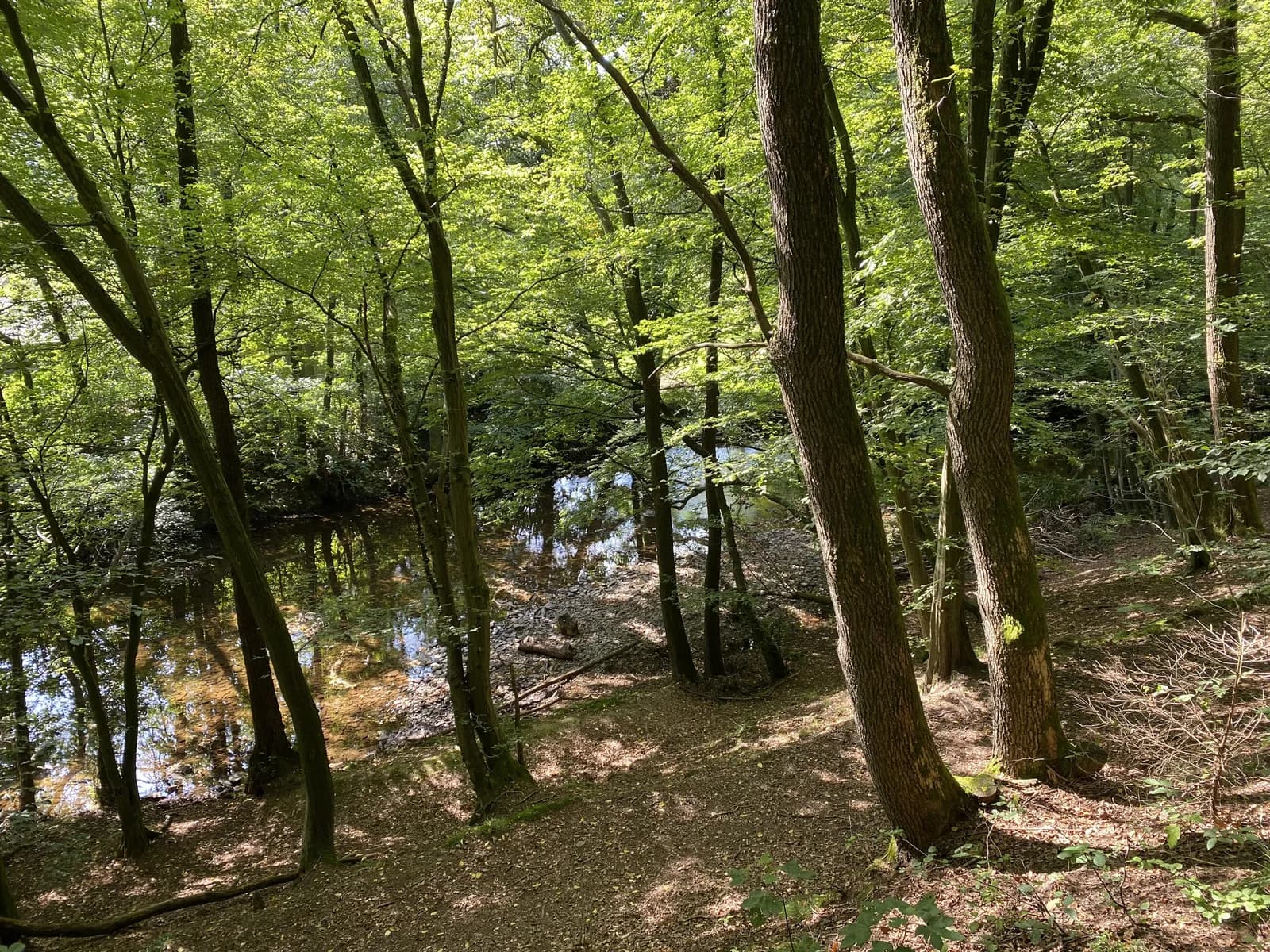 Die Ennepe im Wald bei Peddenöde in Ennepetal